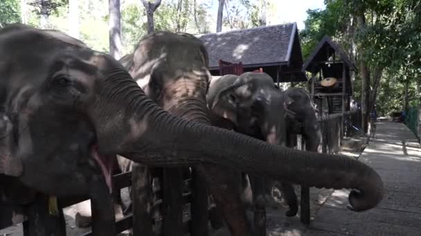 동남아시아 루앙프라방에서 아시아 코끼리의 초상화 — 비디오