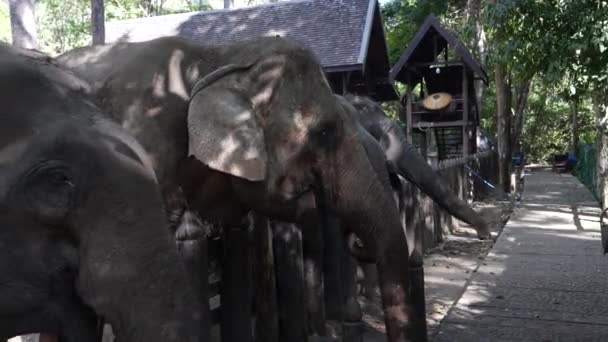 Portrait Asian Elephants Taken Luang Prabang Southeast Asia — Stock Video