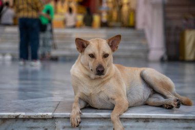 Nakhon Pathom Tayland 'daki Phra Pathom Chedi Ratchaworamahawihan' da bir Tay Sokak Köpeği.