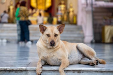 Nakhon Pathom Tayland 'daki Phra Pathom Chedi Ratchaworamahawihan' da bir Tay Sokak Köpeği.