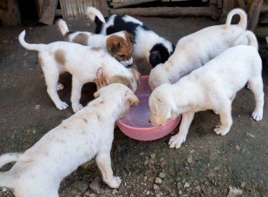 Tayland 'da Chiang Mai yakınlarındaki bir köyde genç Tayland sokak köpeği yavruları, Sony ILCE-7M4 ve Sony Lens FE 24-70 mm f / 2.8 GM II ile fotoğraflanmıştır.