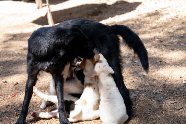 Tayland 'da Chiang Mai yakınlarındaki bir köyde genç Tayland sokak köpeği yavruları, Sony ILCE-7M4 ve Sony Lens FE 24-70 mm f / 2.8 GM II ile fotoğraflanmıştır.