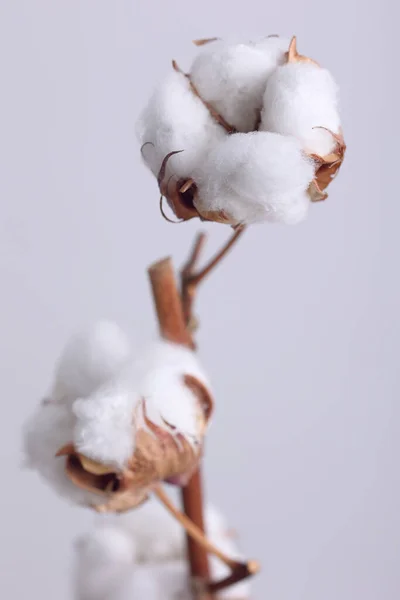 Деликатные Белые Хлопчатобумажные Цветы Ветви Закрыть Забота Чистота Концепция Природного Лицензионные Стоковые Фото