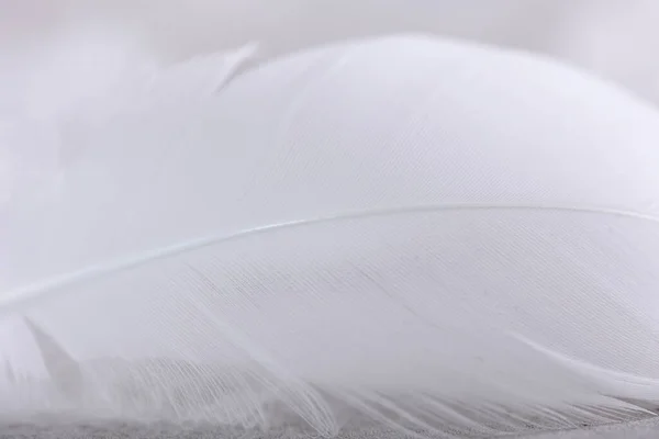 Pluma Cisne Blanco Cerca Concepto Cuidado Ternura —  Fotos de Stock