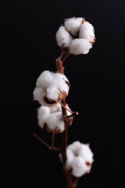 Siyah arka planda kurumuş pamuk çiçekleri. Ev dekorasyonu. Doğal organik hammadde konsepti.