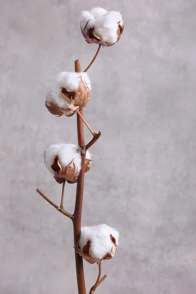 Delicado Flores Algodão Branco Ramo Perto Cuidados Pureza Conceito Matérias — Fotografia de Stock