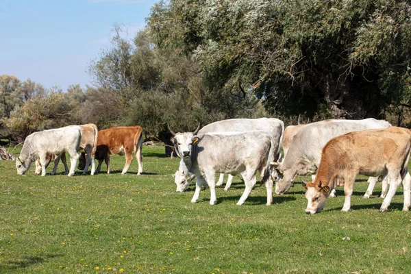 Krávy Pasoucí Pastvinách Farmaření Volném Výběhu Zemědělství Ekologie Ochrana Životního — Stock fotografie