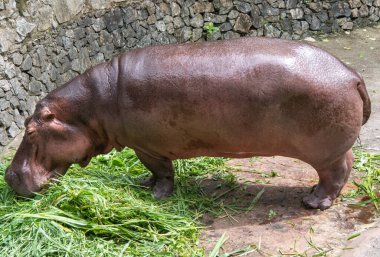 Su aygırı (su aygırı amphibius) Hayvanat Bahçesi