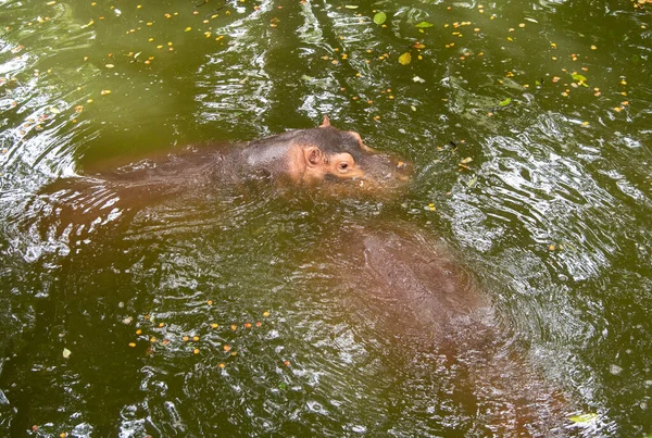 Hippopotamus Hippopotamus Amphibius Зоопарке — стоковое фото