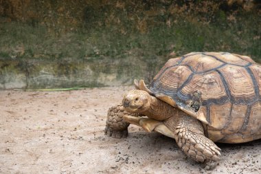 Afrika Mahmuzlu Kaplumbağa (Geochelone sulcata) hayvanat bahçesinde