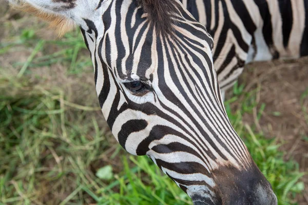 Zebra Bőr Részletek Állatkertben — Stock Fotó