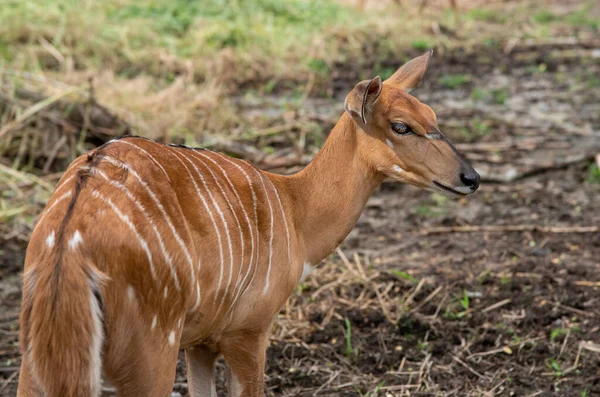 Kudu Dişisi Hayvanat Bahçesinde Yaşıyor — Stok fotoğraf