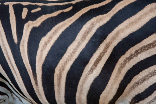 Dettaglio Pelle Zebra Sullo Zoo — Foto Stock