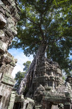 Prasat Ta Prohm, Angkor Thom, Kamboçya