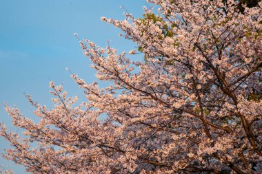 Sakura or Cherry blossom in the park in Japan