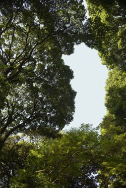 the image of Beautiful tree on blue sky background
