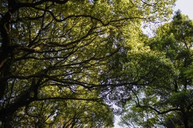 the image of Beautiful tree on blue sky background