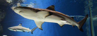 Blacktip resif köpekbalığı cam akvaryuma dalıyor cam akvaryuma dalıyor