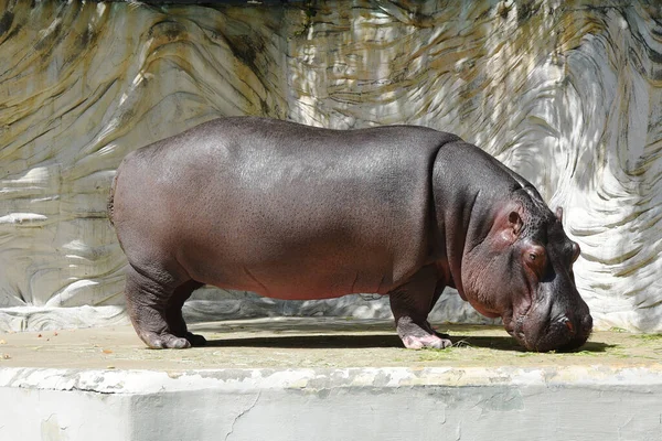Hipopótamo Hippopotamus Amphibius Jardim Zoológico — Fotografia de Stock