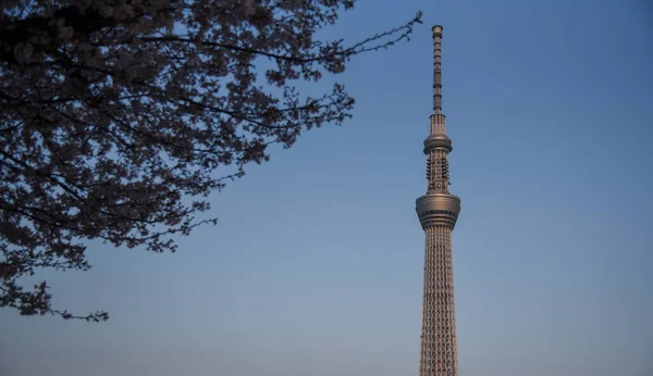 Tokyo Sky Tree Апреля 2022 Года Расцветут Черри — стоковое фото