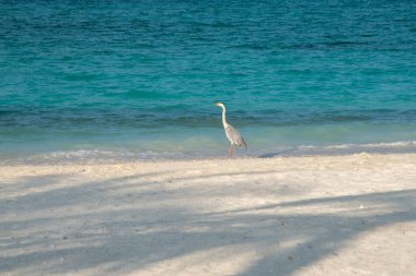 Akbalıkçıl denizin önünde duruyor.