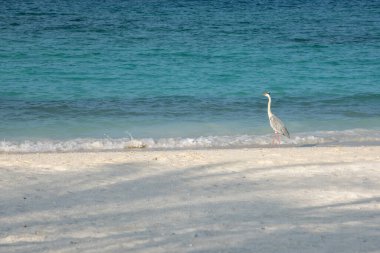 Akbalıkçıl denizin önünde duruyor.