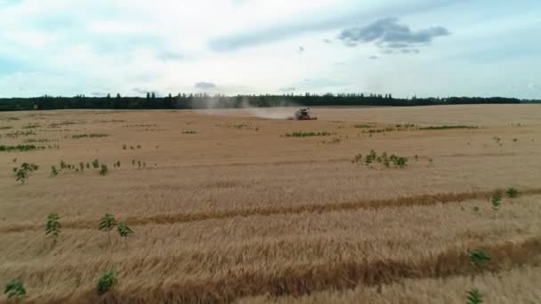 Combine Harvester Field Harvest Season Aerial Footage View High Quality — Stock Video