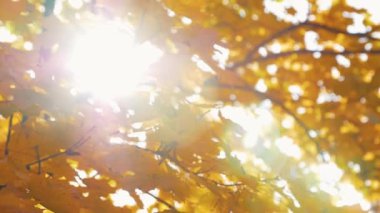 Güneşin parıltısı sonbahar akçaağacının yapraklarını delip geçer. Yüksek kaliteli FullHD görüntüler