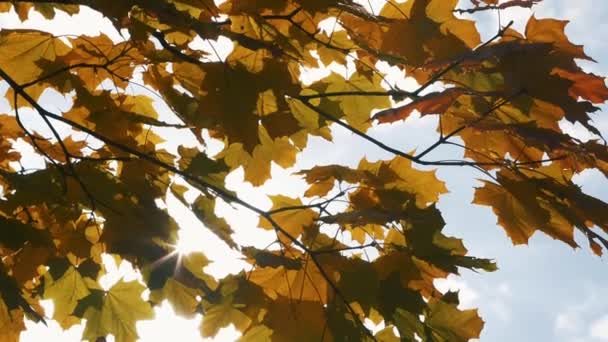 Das Sonnenlicht Bricht Durch Das Herbstlaub Des Ahorns Hochwertiges Fullhd — Stockvideo