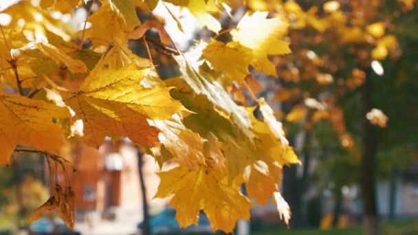 Güneşin Parıltısı Sonbahar Akçaağacının Yapraklarını Delip Geçer Yüksek Kaliteli Fullhd — Stok video