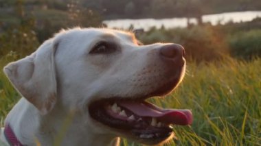 Gün batımında labrador yeşil çimlerin üzerinde. Yüksek kalite 4k görüntü