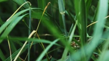 Argiope bruennichi örümceği yeşil çimlerde hareket ediyor. Yüksek kalite 4k görüntü