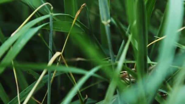 Argiope Bruennichi Araña Moviéndose Hierba Verde Imágenes Alta Calidad — Vídeo de stock