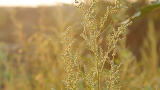 Une Branche Fleur Herbe Poux Dans Champ Coucher Soleil Images — Video