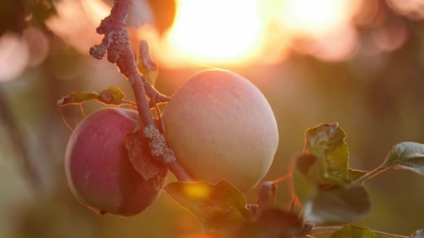 Gün Batımında Bir Dalda Vahşi Bir Elma Ağacının Kırmızı Meyveleri — Stok video