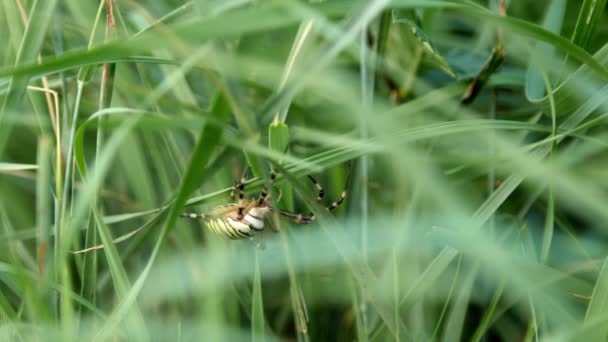 Argiope Bruennichi蜘蛛在绿草中移动高质量的4K镜头 — 图库视频影像