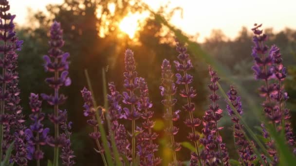 Uma Abelha Recolhe Pólen Flores Silvestres Pôr Sol Imagens Alta — Vídeo de Stock