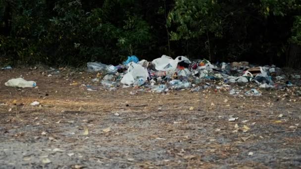 Depósito Lixo Organizado Uma Área Lazer Florestal Imagens Alta Qualidade — Vídeo de Stock