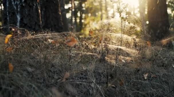 Herbe Sèche Couverte Toiles Araignée Denses Coucher Soleil Dans Forêt — Video