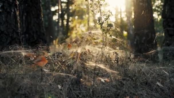 Trockenes Gras Bedeckt Mit Dichten Spinnweben Bei Sonnenuntergang Wald Hochwertiges — Stockvideo