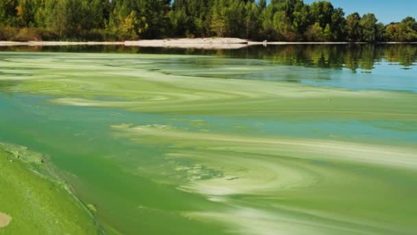 Eau Rivière Recouverte Algues Vertes Sur Une Plage Sable Fin — Video
