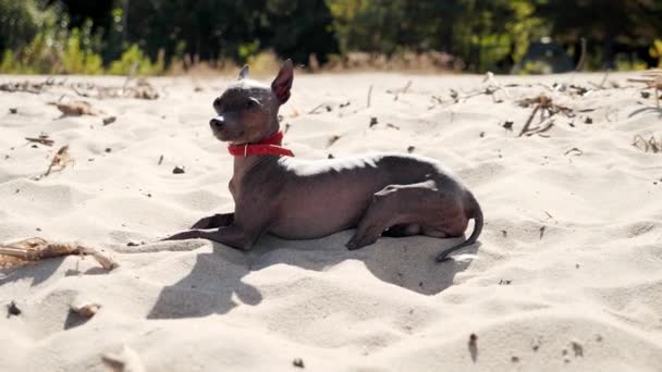 Xoloitzcuintle Собака Лежит Пляже Солнцем Высококачественные Кадры — стоковое видео