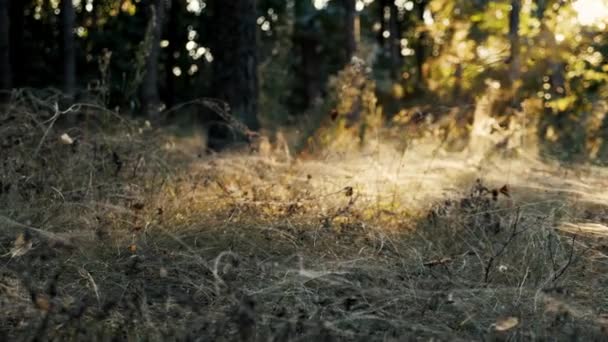 Ormanda Gün Batımında Yoğun Örümcek Ağlarıyla Kaplı Kuru Otlar Yüksek — Stok video