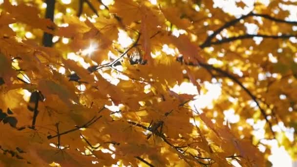 Güneşin Parıltısı Sonbahar Akçaağacının Yapraklarını Delip Geçer Yüksek Kaliteli Fullhd — Stok video