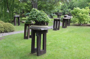 Prag Botanik Bahçesinde bir bonsai