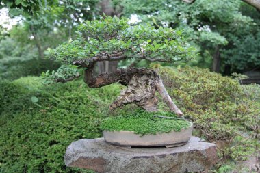 Prag Botanik Bahçesinde bir bonsai