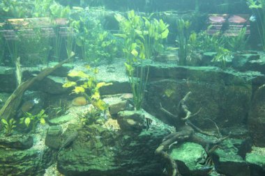 Prag 'daki Botanik Bahçesinde bir gölet