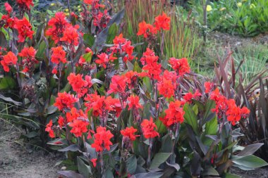 Red canna, canna lilly in flower clipart