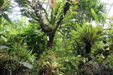 Prag Botanik Bahçesi Serasında tropik ağaçlar