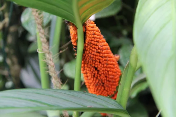 Bir Anthurium schlechtendalii meyvesi, sülünün kuyruğu.